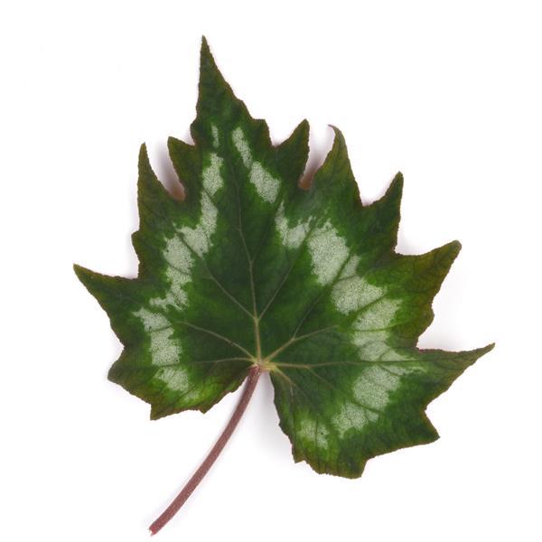 Emerald Ring Begonia - Bloom