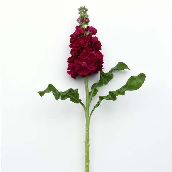 Centum™ Red Matthiola