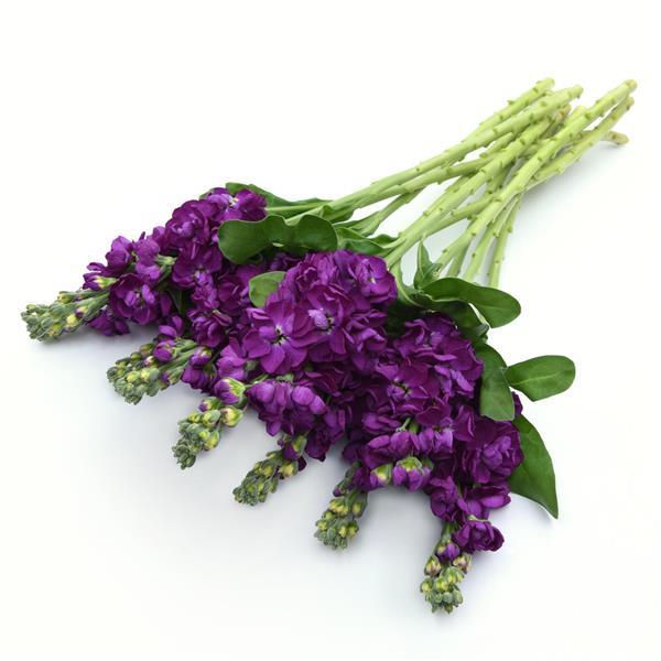 Centum™ Deep Blue Matthiola