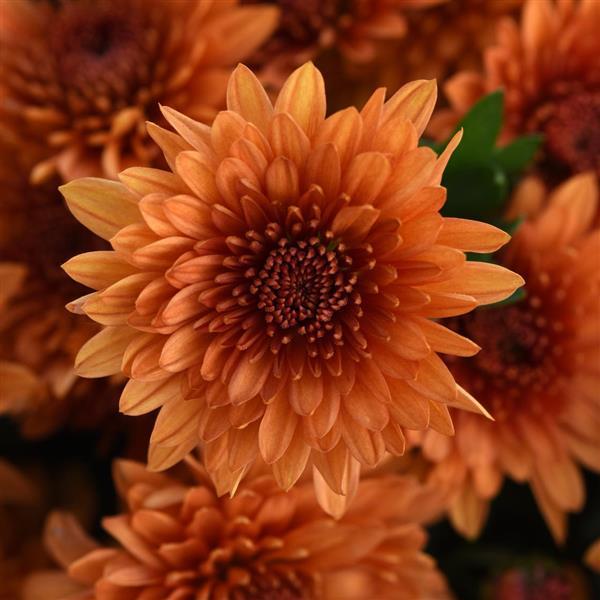 Blazing Orange Garden Mum - Bloom