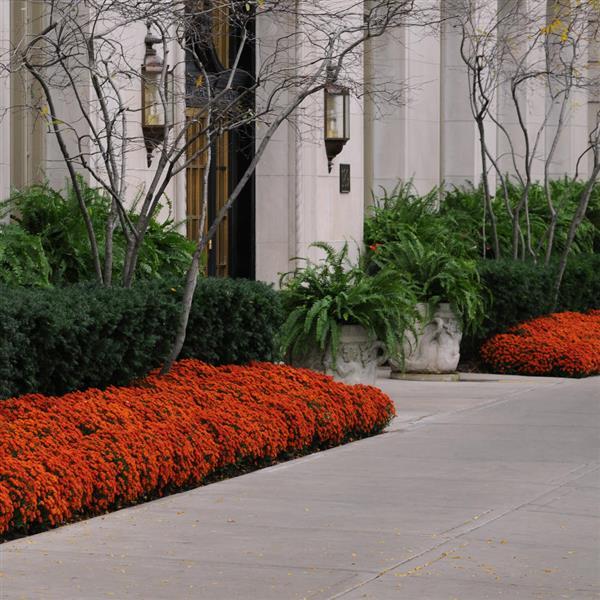 Blazing Orange Garden Mum - Commercial Landscape 1