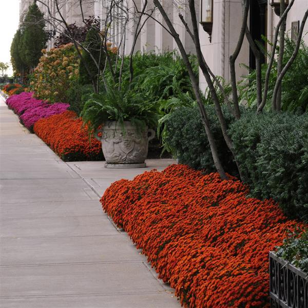 Blazing Orange Garden Mum - Commercial Landscape 2