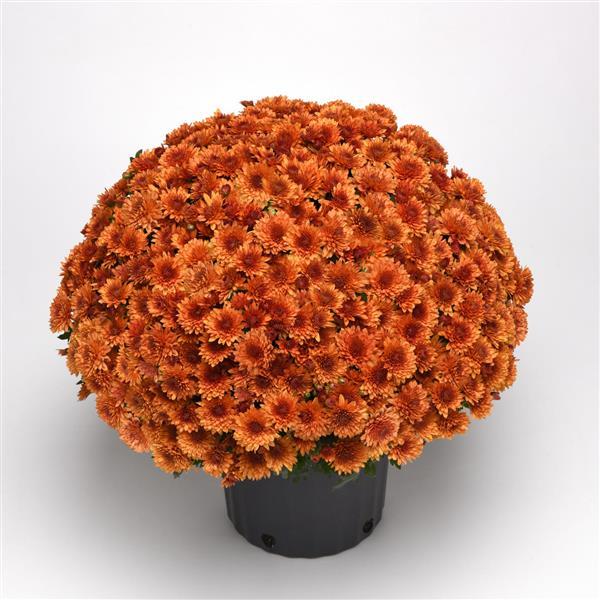 Blazing Orange Garden Mum - Container
