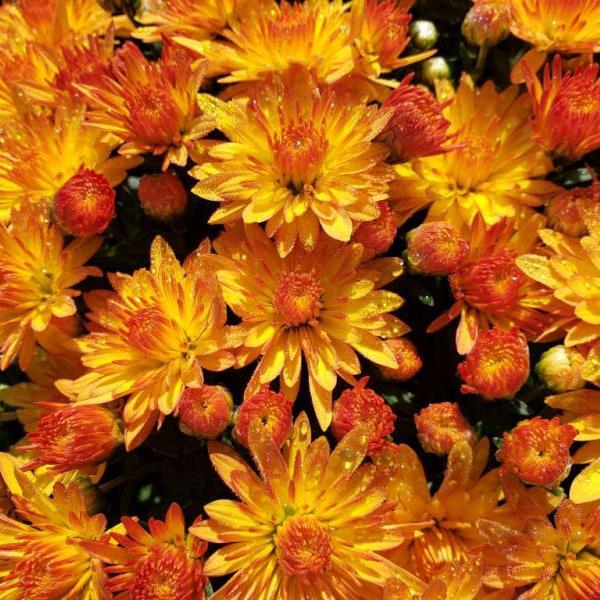 Cracklin Golden Yellow Garden Mum