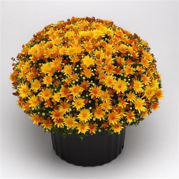 Cracklin Golden Yellow Garden Mum