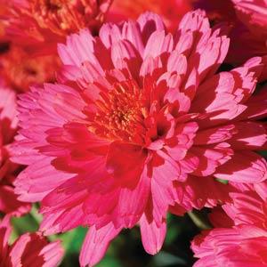 Flamingo Pink Garden Mum