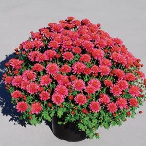 Flamingo Pink Garden Mum