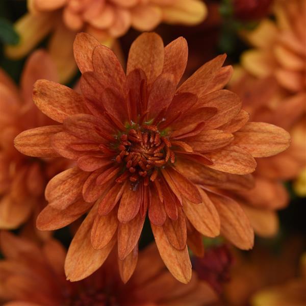 Kickin' Spicy Orange Garden Mum