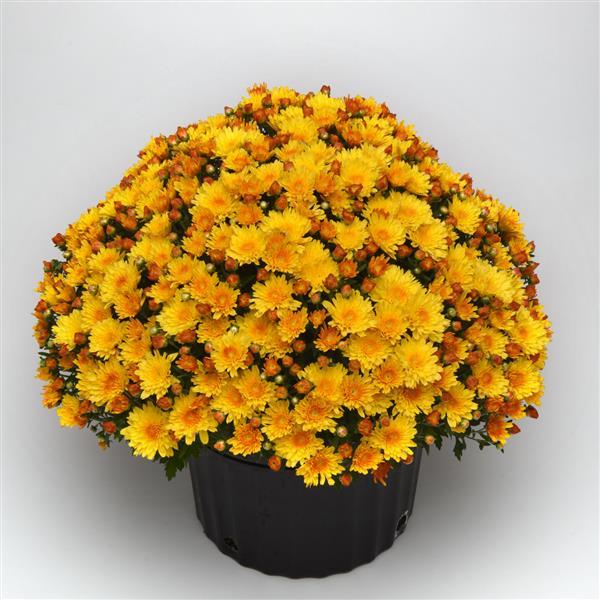 Sizzling Fire Yellow Garden Mum