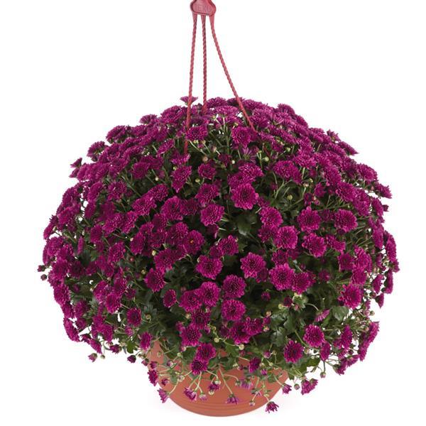 Skyfall® Purple Garden Mum