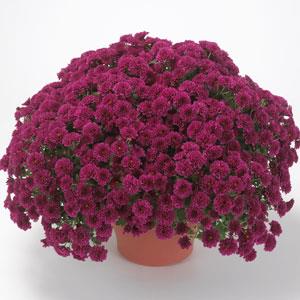 Skyfall® Purple Garden Mum