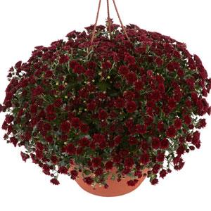 Skyfall® Red Garden Mum