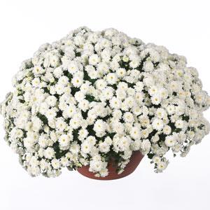 Skyfall® White Garden Mum