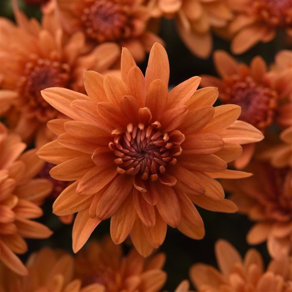 Tribeca Amber Orange Garden Mum