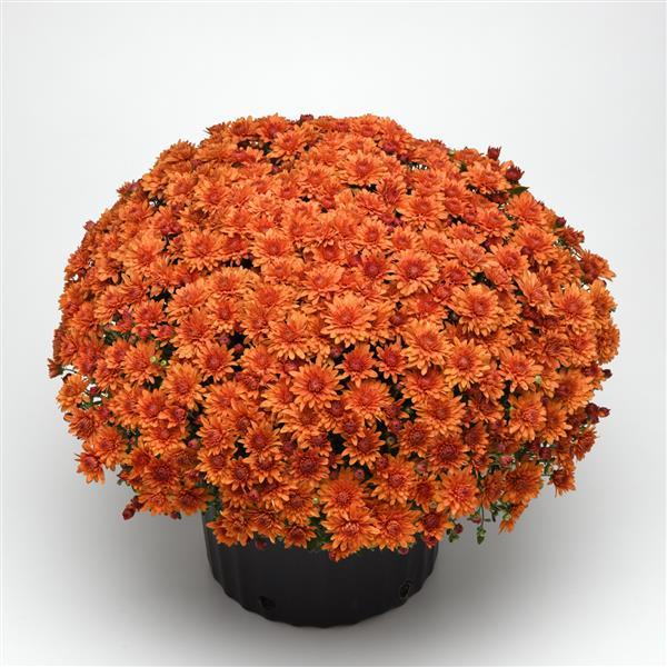 Tribeca Amber Orange Garden Mum