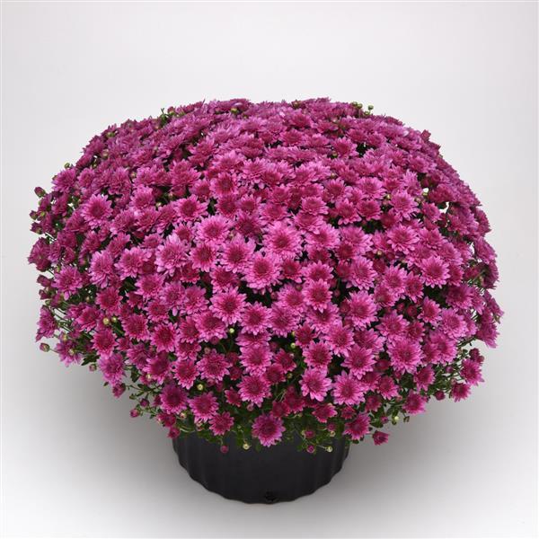 Tribeca Dark Pink Garden Mum