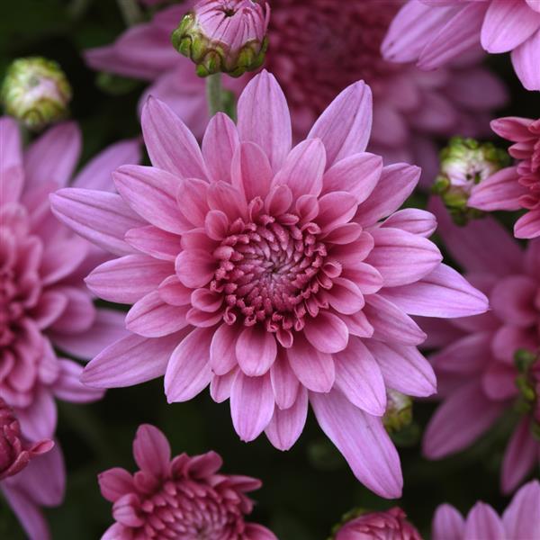 Tribeca Pink Garden Mum
