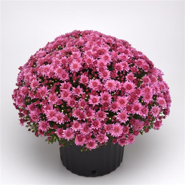 Tribeca Pink Garden Mum
