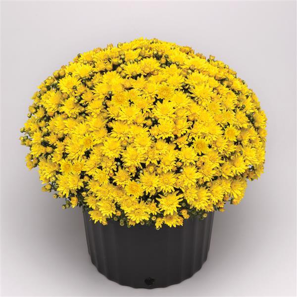 Tribeca Yellow Garden Mum