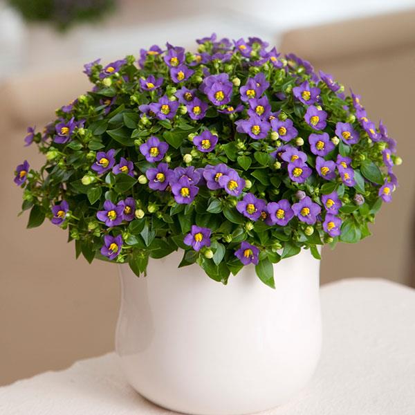 philodendron sodiroi care Philodendron sodiroi Standard Form Terrarium Plant