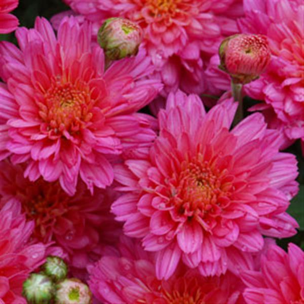 Flamingo Neon Pink Garden Mum