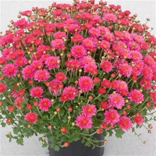 Flamingo Neon Pink Garden Mum