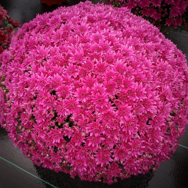 Gypsy Rose Purple Garden Mum