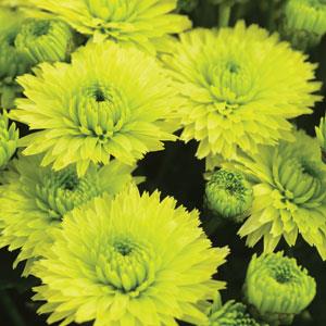 Key Lime Garden Mum