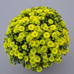 Key Lime Garden Mum