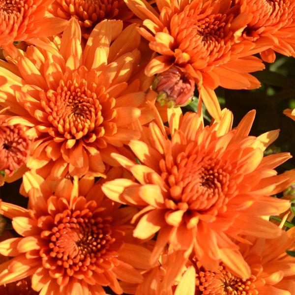 Perfectly Orange Garden Mum