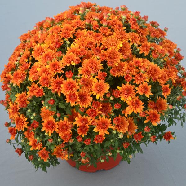 Perfectly Orange Garden Mum