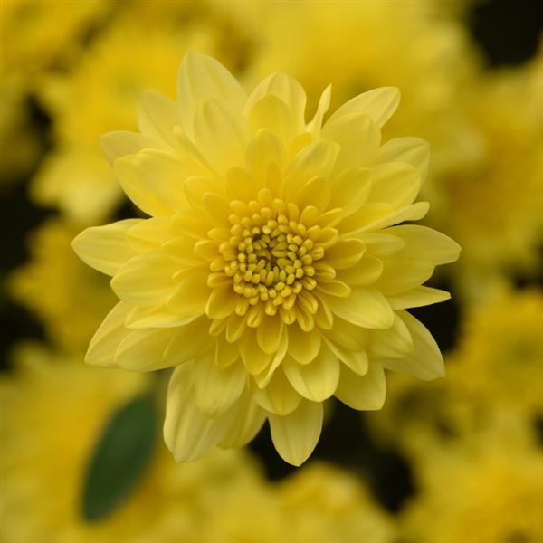 Skyfall® Lemon Yellow Garden Mum