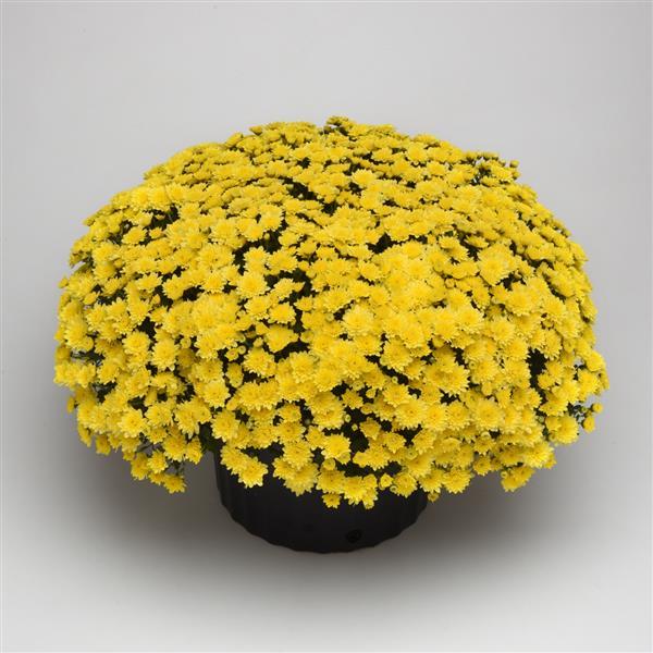 Skyfall® Lemon Yellow Garden Mum