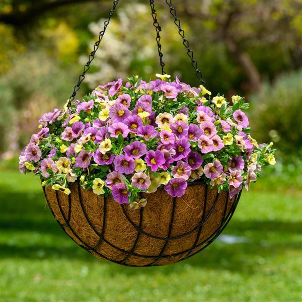 Ombre Purple Calibrachoa - Basket