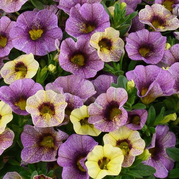 Ombre Purple Calibrachoa - Bloom