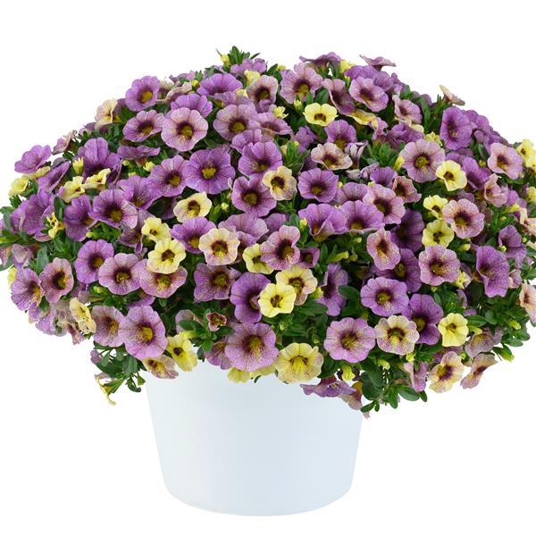 Ombre Purple Calibrachoa - Container