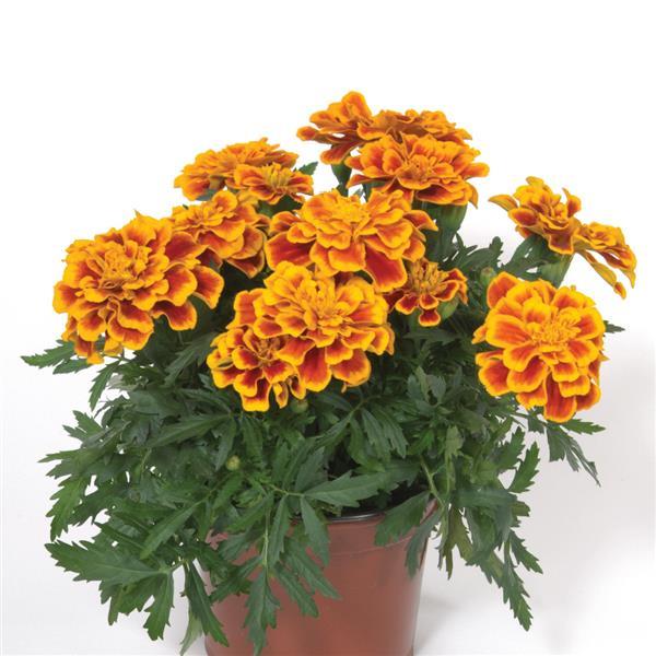 Durango® Bee French Marigold - Container