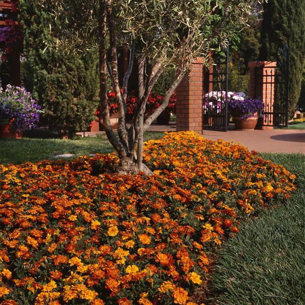 Durango® Bolero French Marigold - Commercial Landscape 1