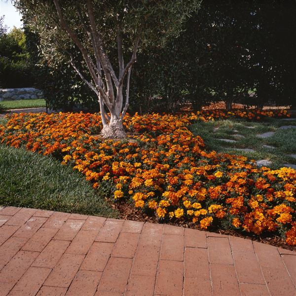 Durango® Bolero French Marigold - Landscape