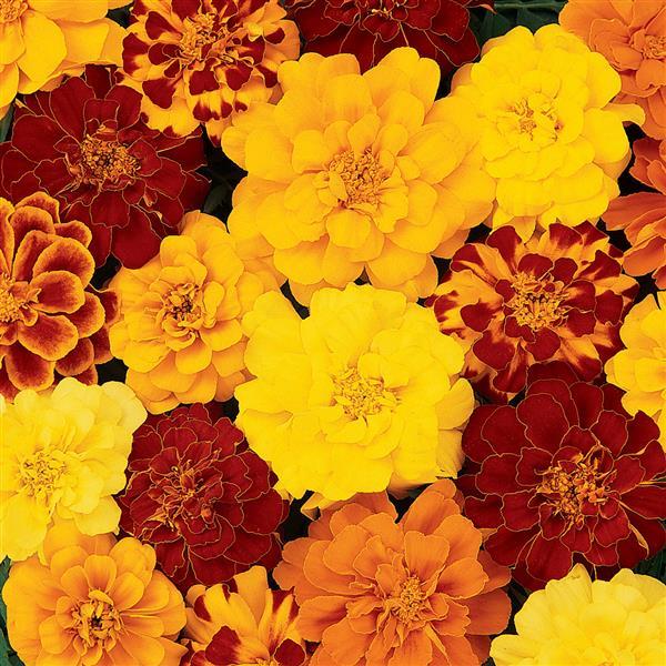 Durango® Mixture French Marigold - Bloom