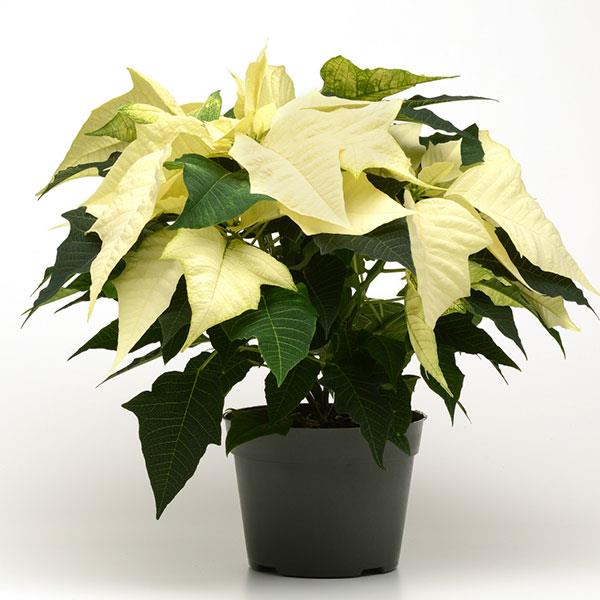 Wintersun White Poinsettia - Container