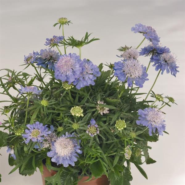 Scabiosa Ritz Blue