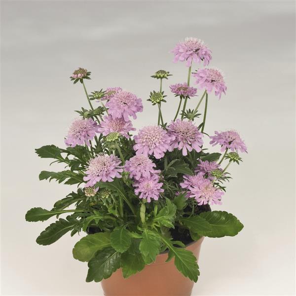 Scabiosa Ritz Rose