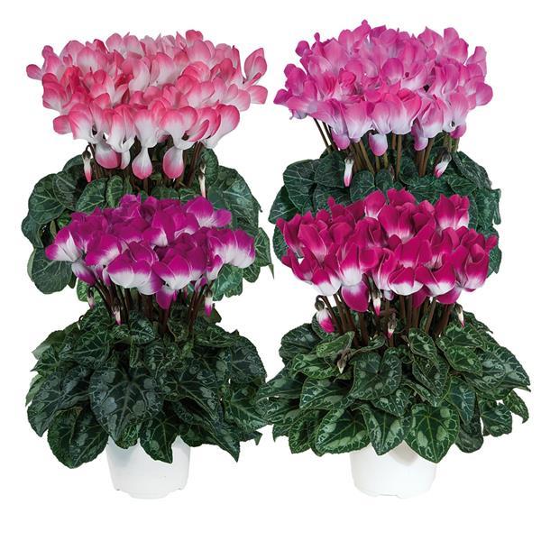 Indiaka® Mix Cyclamen - Bloom
