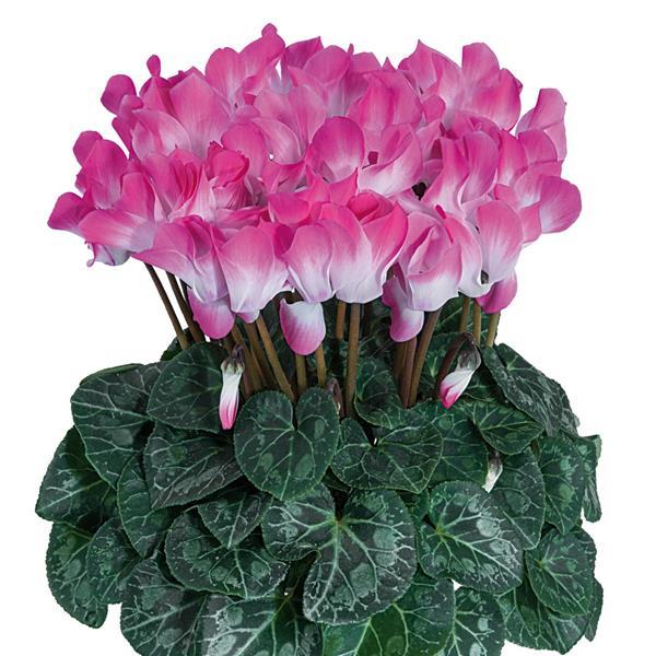 Indiaka® Rose Cyclamen - Container