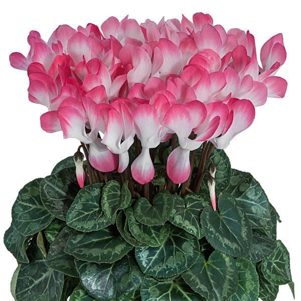 Indiaka® Salmon Cyclamen - Bloom