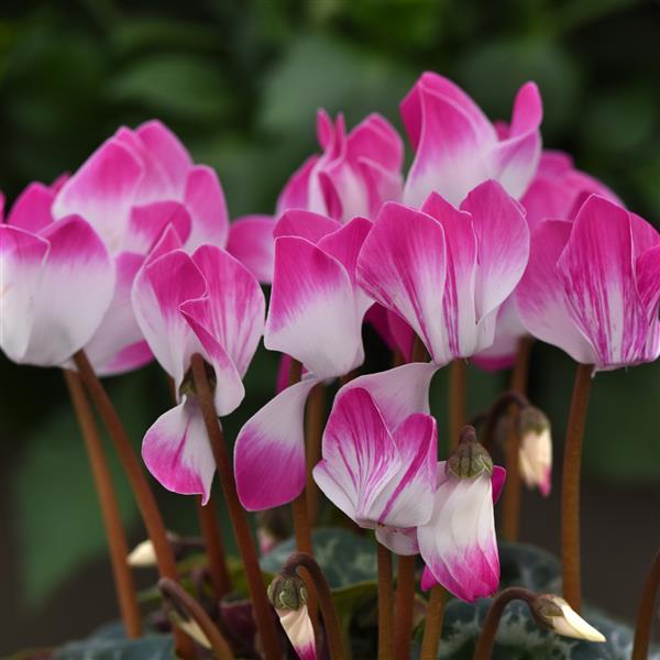 Indiaka® Bright Purple Cyclamen - Bloom