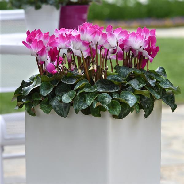 Indiaka® Bright Purple Cyclamen - Container