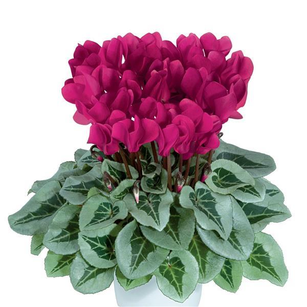 Metalis® Magenta Cyclamen - Bloom