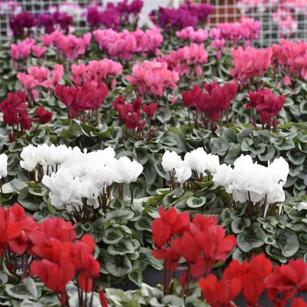 Metalis® Mix Cyclamen - Bloom
